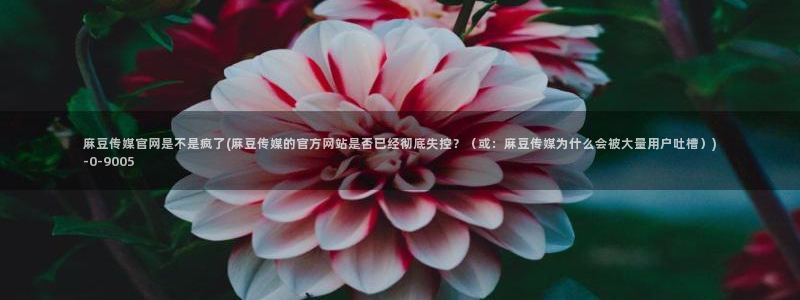 麻豆最新资源：麻豆传媒官网是不是疯了(麻豆传媒的官方